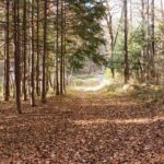 【土地】森に囲まれた5,087㎡の広大な敷地、自由な発想で活用を