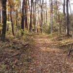 【土地】森に囲まれた5,087㎡の広大な敷地、自由な発想で活用を