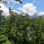 【中古物件】木々に包まれた静かな住環境。 木のぬくもりを感じる、3LDK＋地下室付きの住まい。