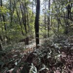 【土地】清里の木々に包まれる、静かな高原時間。 別荘管理地内に佇む、約220坪のゆとりある土地。