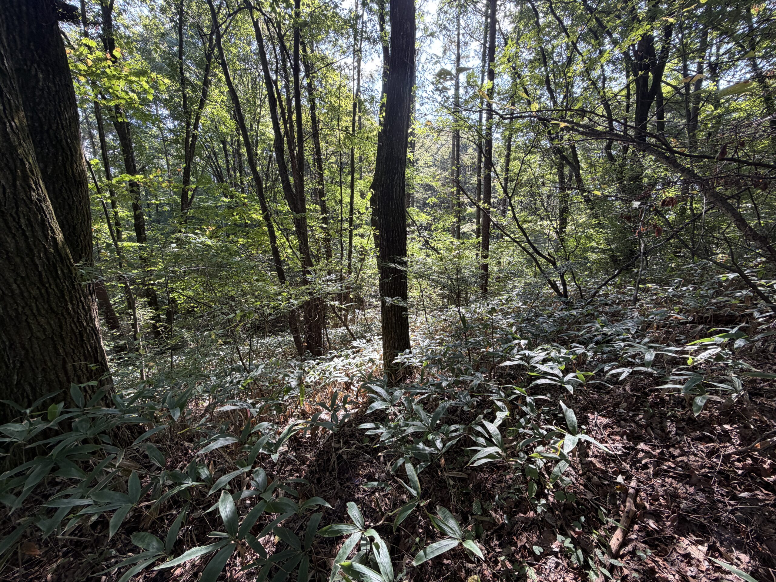 【土地】清里の木々に包まれる、静かな高原時間。 別荘管理地内に佇む、約220坪のゆとりある土地。